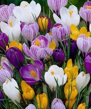 Crocus
