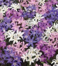 Chionodoxa - Glory-of-the-Snow
