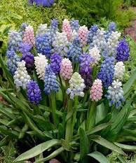 Muscari