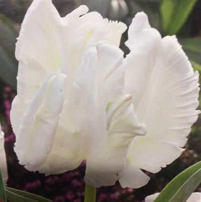 10 Tulip White Rebel
