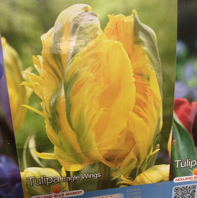 10 Fringed Tulip Eagle Wings