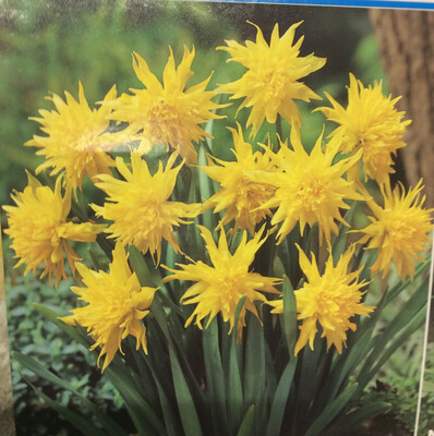 10 Dwarf Daffodil Rip Van Winkle