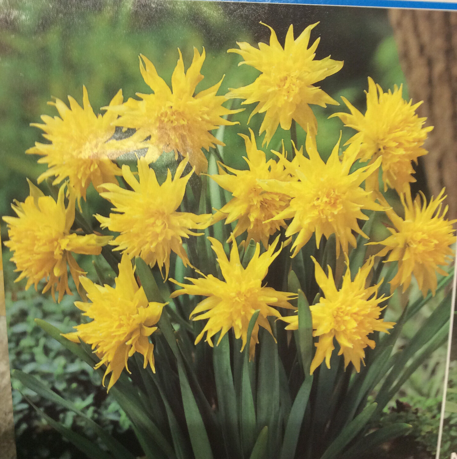 10 Dwarf Daffodil Rip Van Winkle