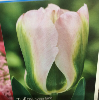 10 Tulip Greenland