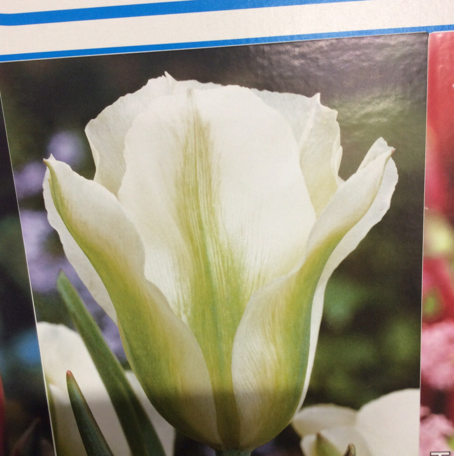 10 Tulip Spring Green