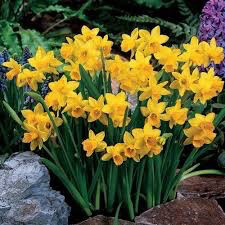 10 Dwarf Daffodil Tete A Tete Bulbs