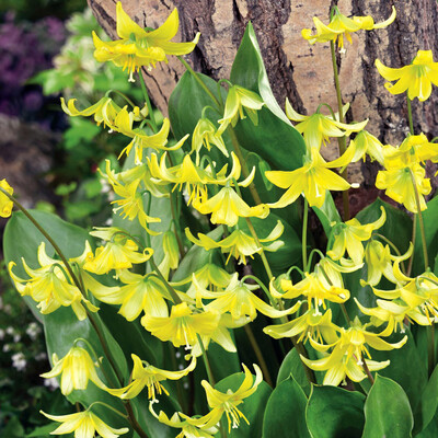 Erythronium - Dog’s Tooth Violet