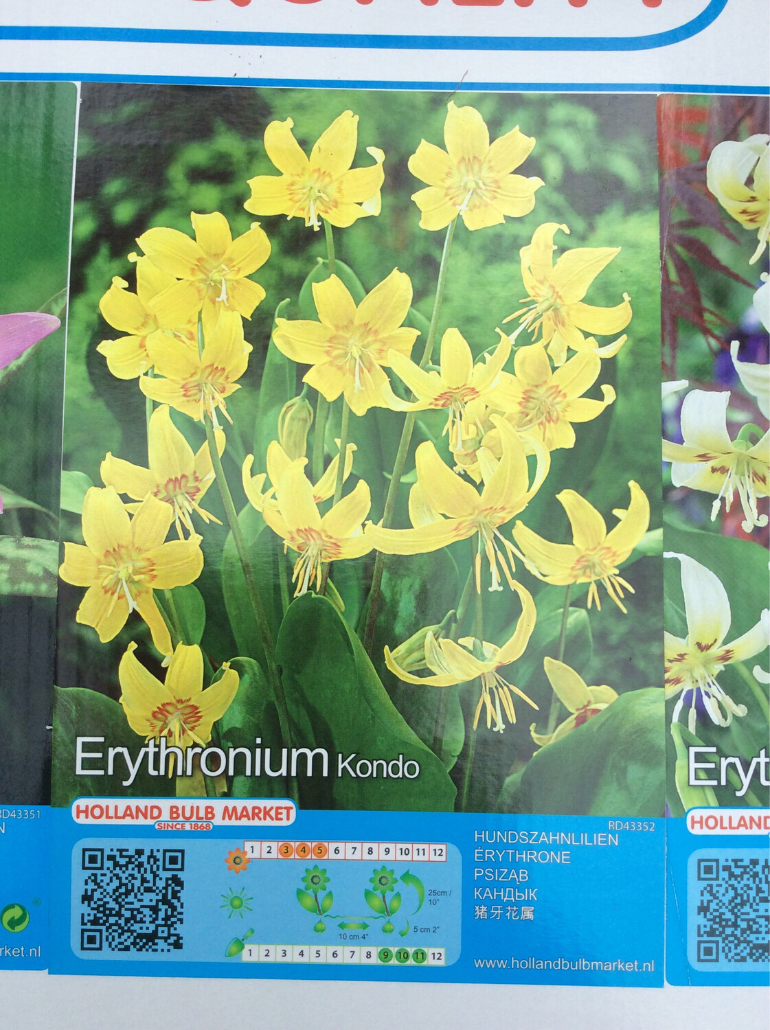 1 Erythronium Kondo Bulbs
