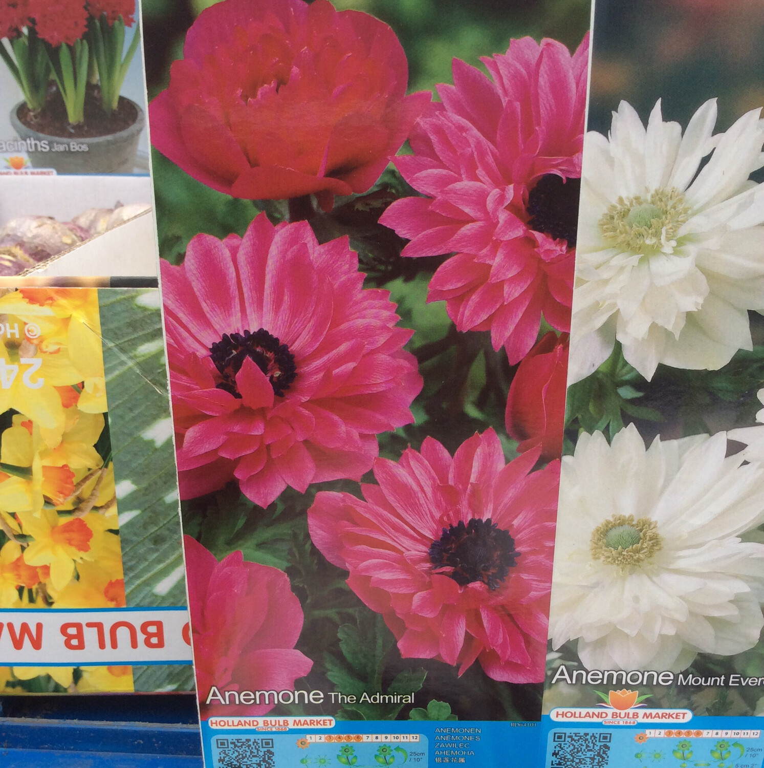 10 Anemone The Admiral Bulbs