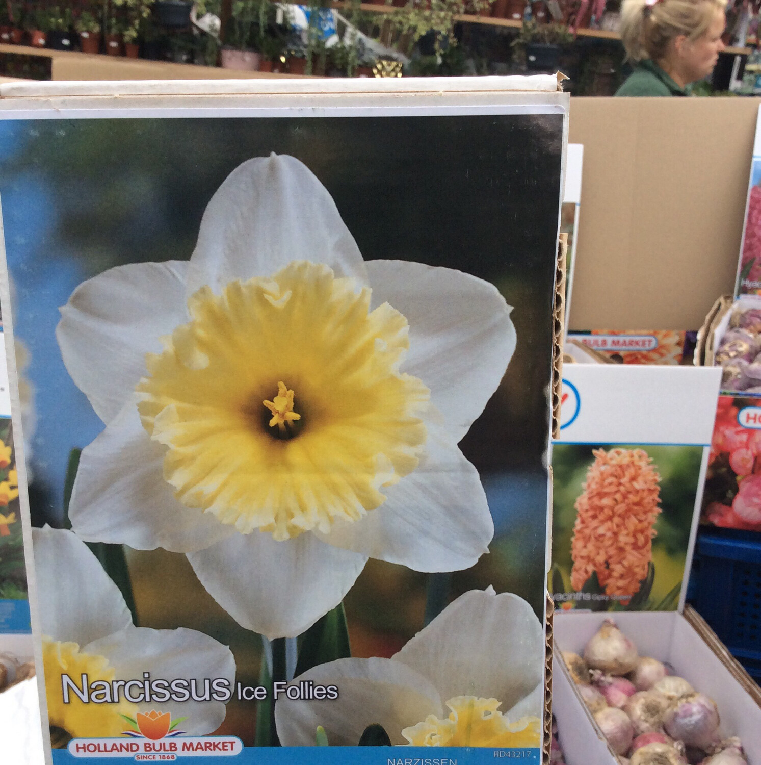 10 Daffodils Ice Follies Narcissus