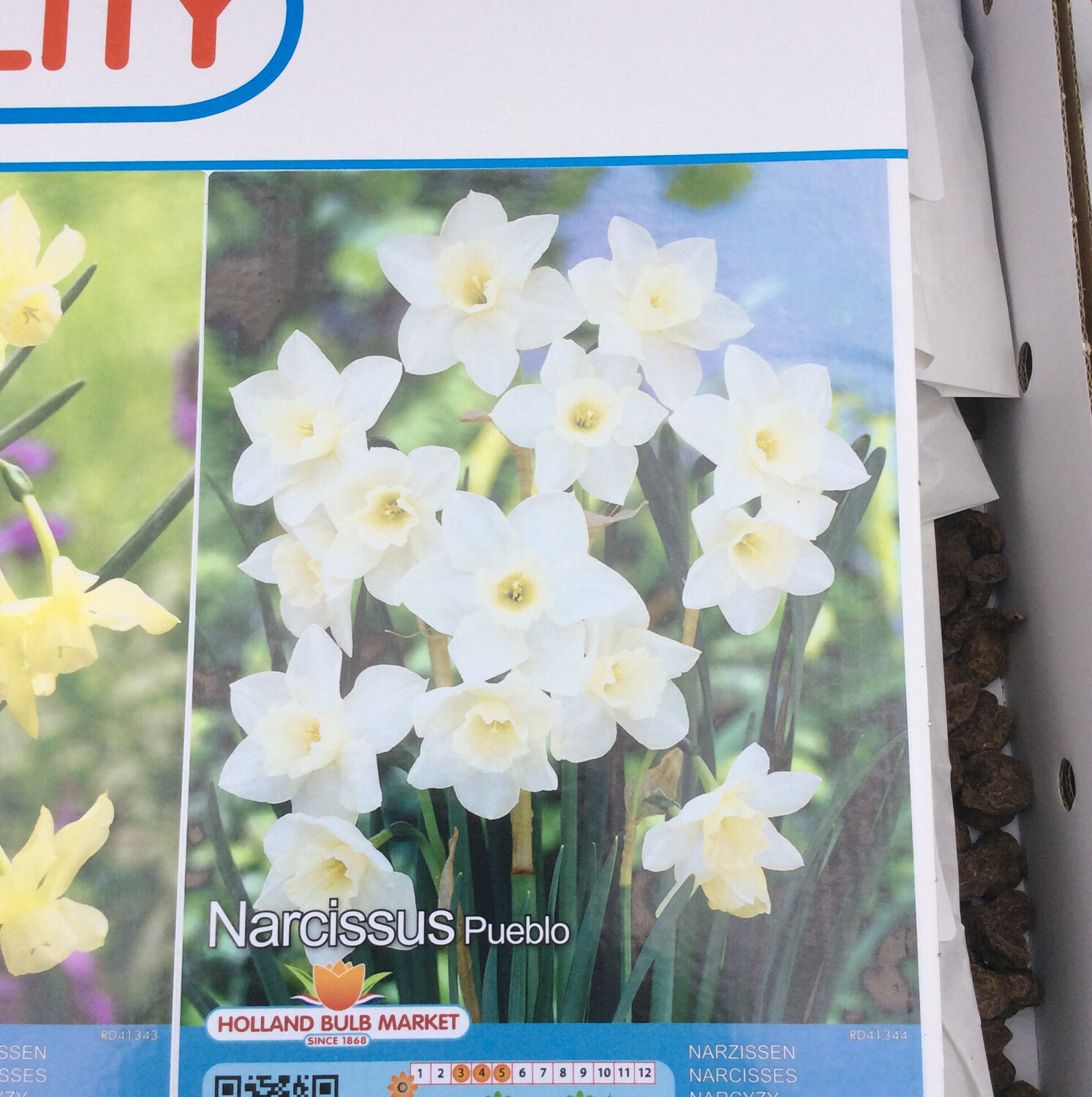 10 Mini Daffodil Pueblo