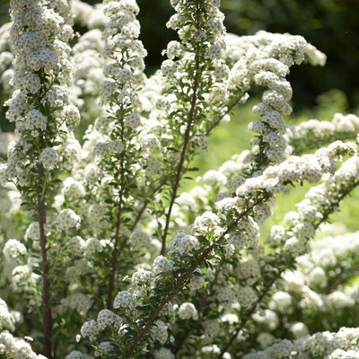 Plants that “THRIVE ON TOTAL AND UTTER NEGLECT!”