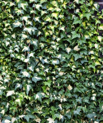 Climbing Ivy