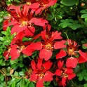 Other Colourful Climbing Plants