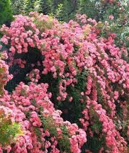 Climbing Roses
