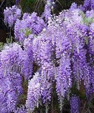 Wisteria 