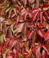 Parthenocissus - Virginia Creeper - Boskoop Ivy 