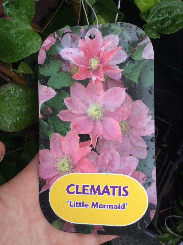Clematis Little Mermaid 