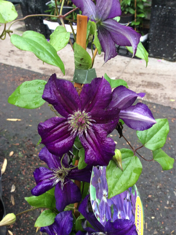 Clematis 'Happy Birthday'