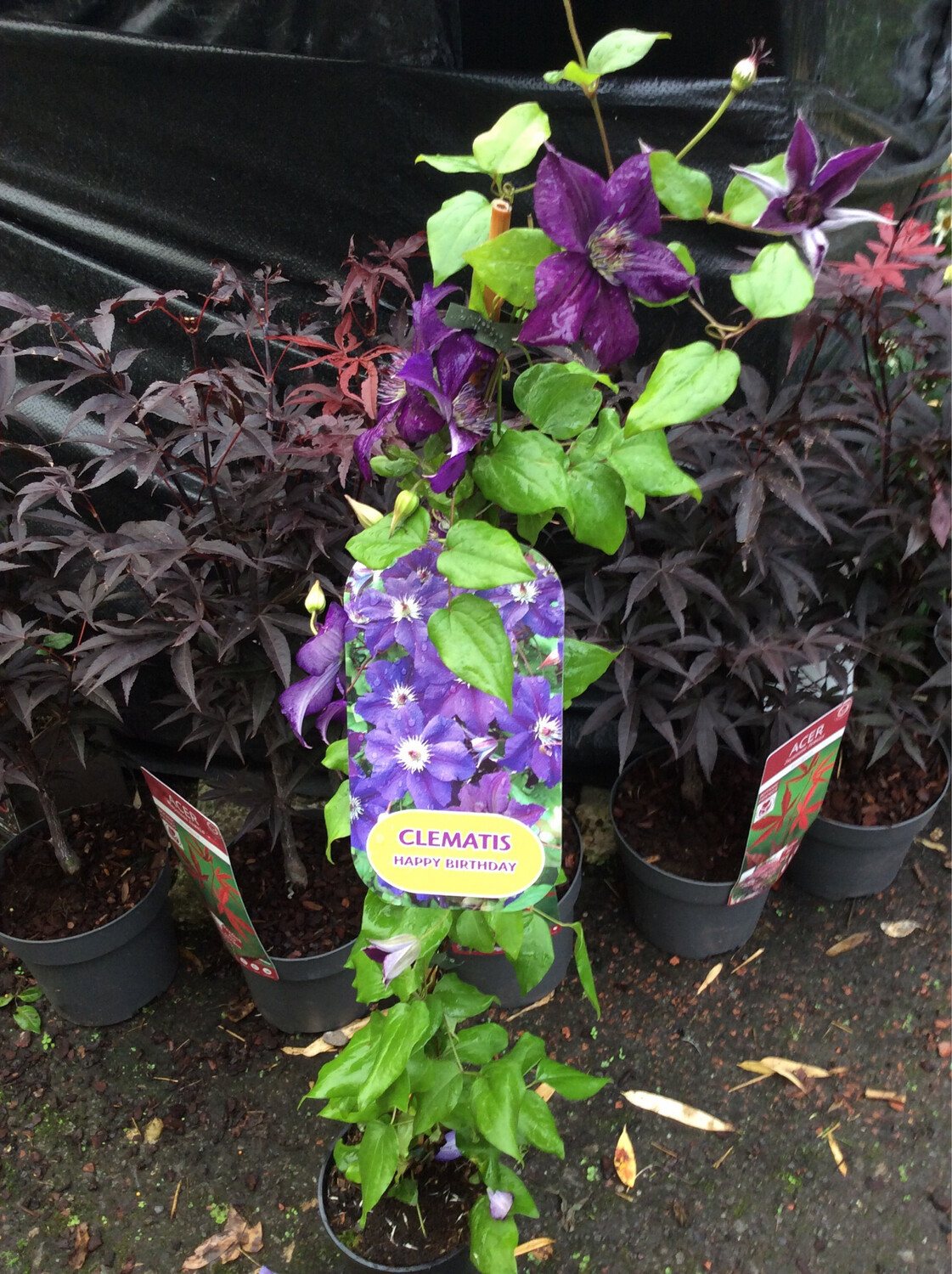 Clematis &#39;Happy Birthday&#39;