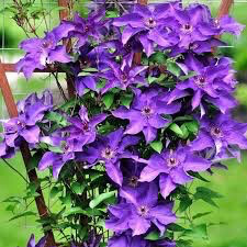 Clematis