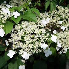 Climbing Hydrangea 