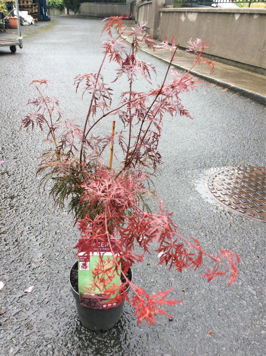 Purple Fern Leaf Japanese Maple - Acer Garnet FERN LEAF JAPANESE MAPLE ..happy in pots or sheltered spot in beds . Fern like purple foliage in summer and stunning autumn foliage colours.
