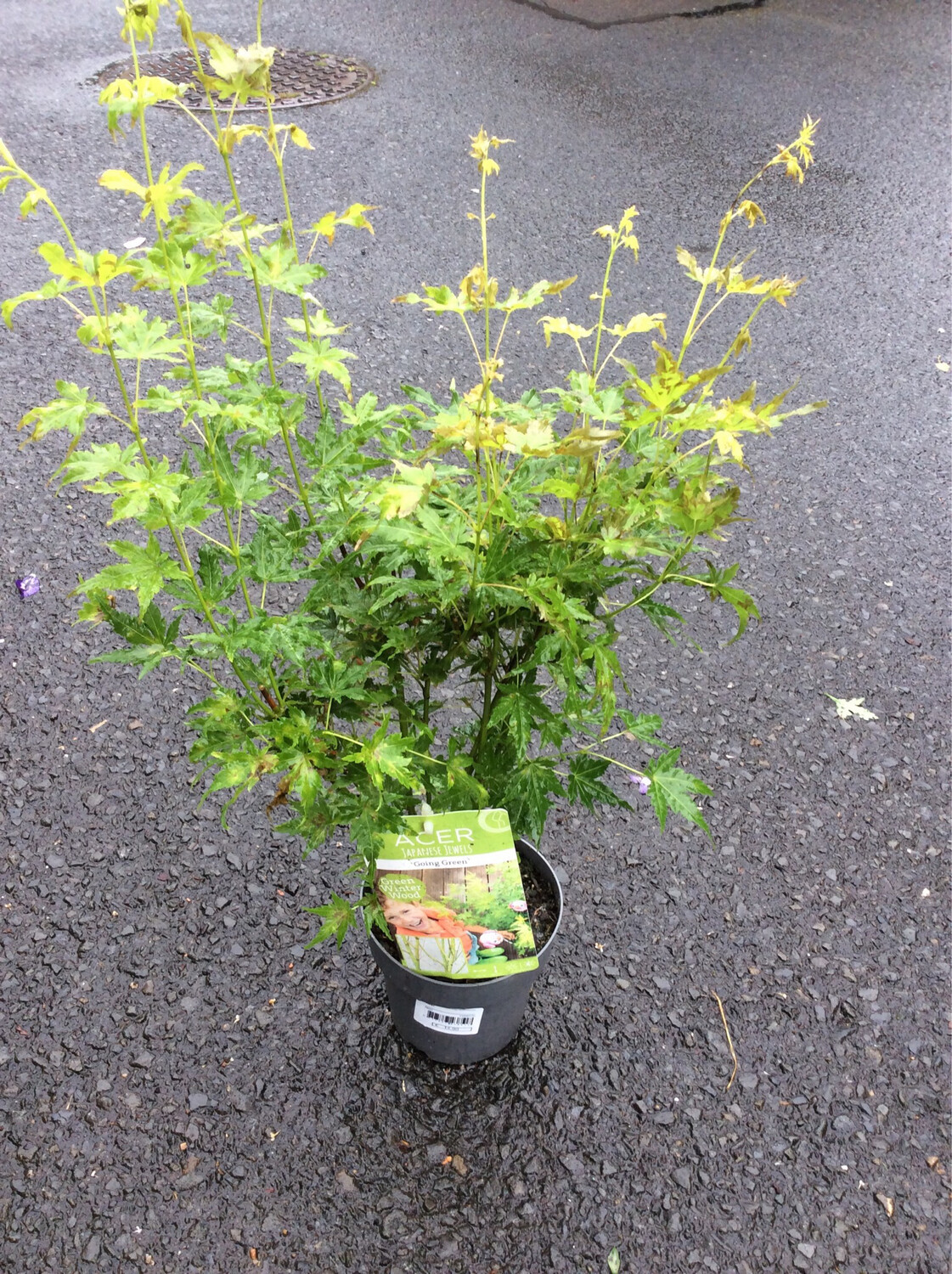 Japanese Maple - Acer Going Green