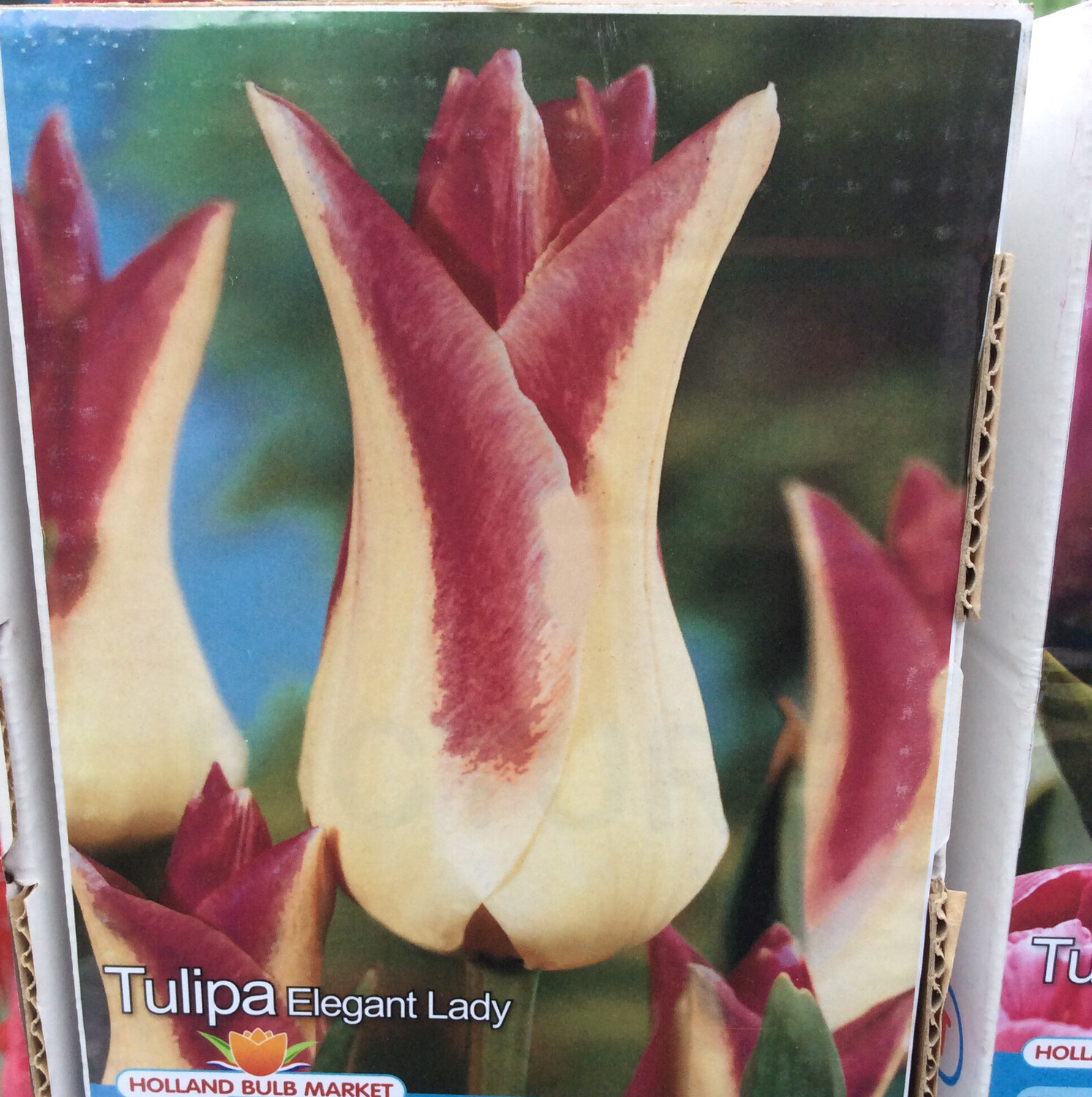 10 Tulip Elegant Lady