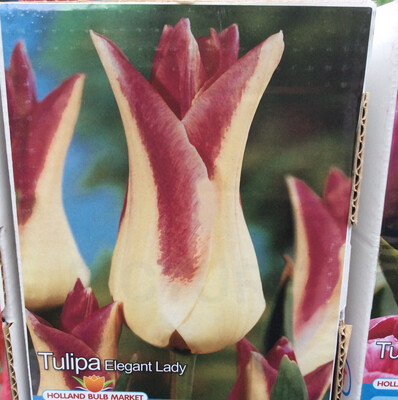 10 Lily Flowering Tulip Elegant Lady