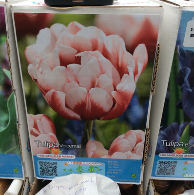 10 Double Tulip Voicemail