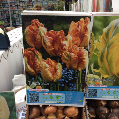 10 Parrot Tulip &#39;Comet&#39;