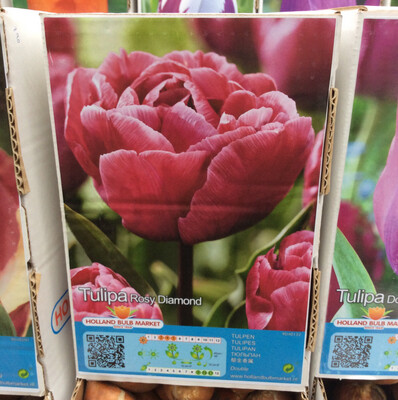 10 Double Tulip Rosy Diamond