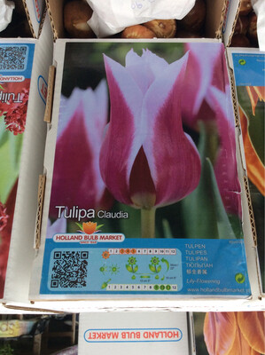 10 Lily Flowering Tulip Claudia