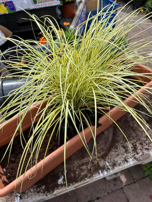 Golden Baby Sedge …evergreen dwarf ornamental grass