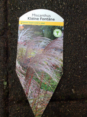 Miscanthus “Kleine Fountane”Silver Fountain Grass red flower heads in summer turn silver later .Green arching leaves with white mid ribs turn yellow in autumn .