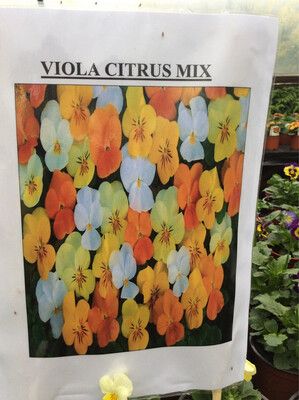 Short Day Viola Citrus Mix 10 Plants