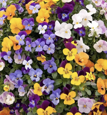 Short-Day Pansies &amp; Violas