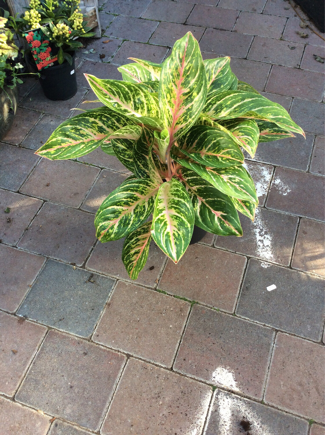 Aglaonema Cocomelon