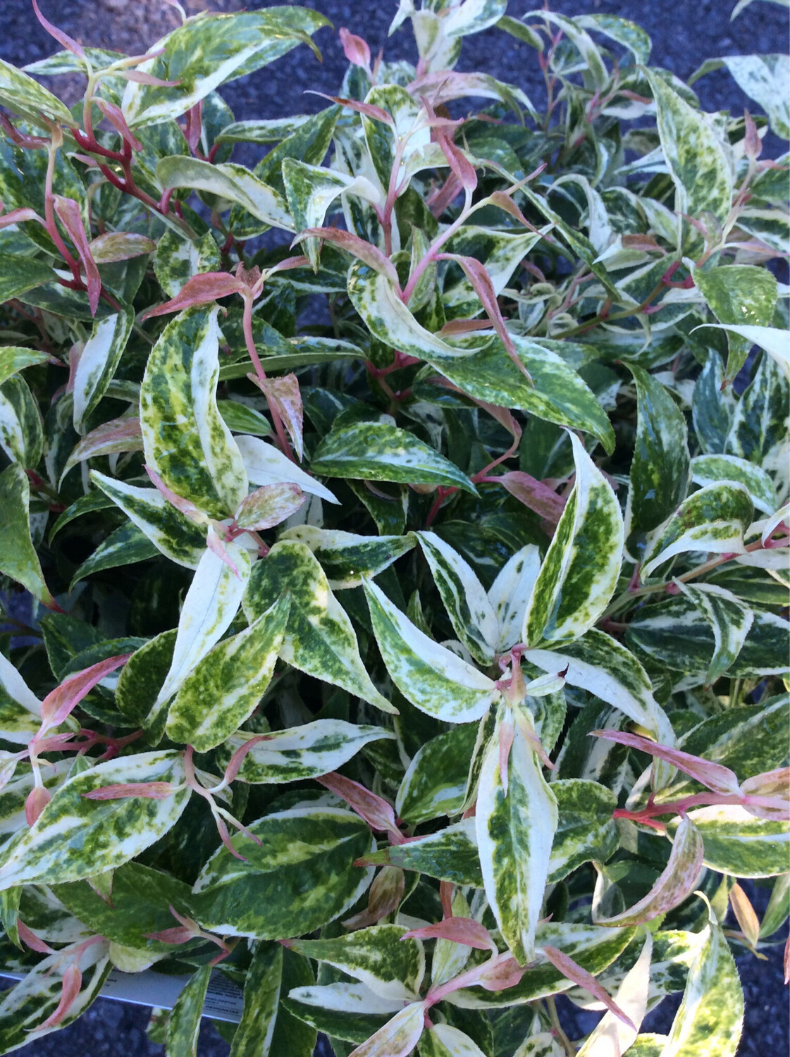 Leucothoe ‘Jazz’