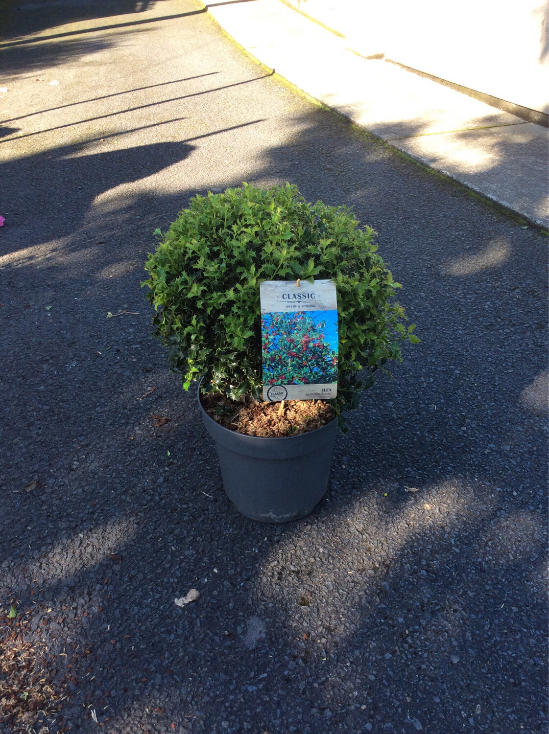 Ilex Alaska Globe