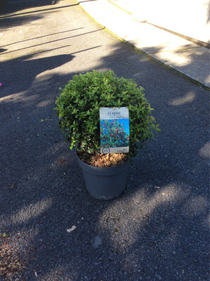 Ilex Alaska Globe