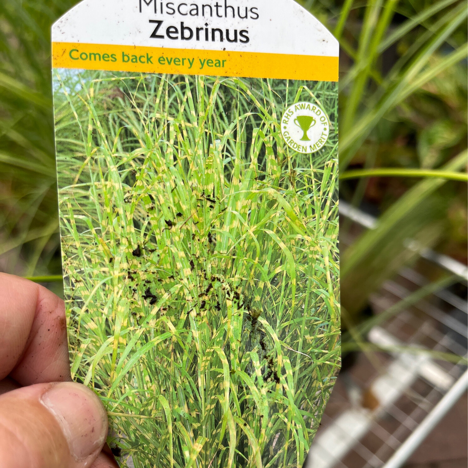 Miscanthus Zebrinus Zebra Grass