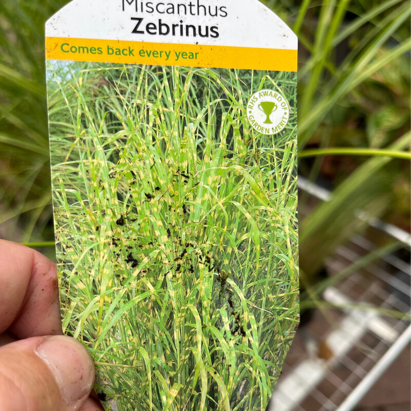 Miscanthus Zebrinus Zebra Grass