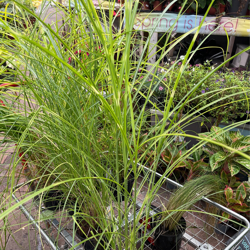 Miscanthus Zebrinus Zebra Grass