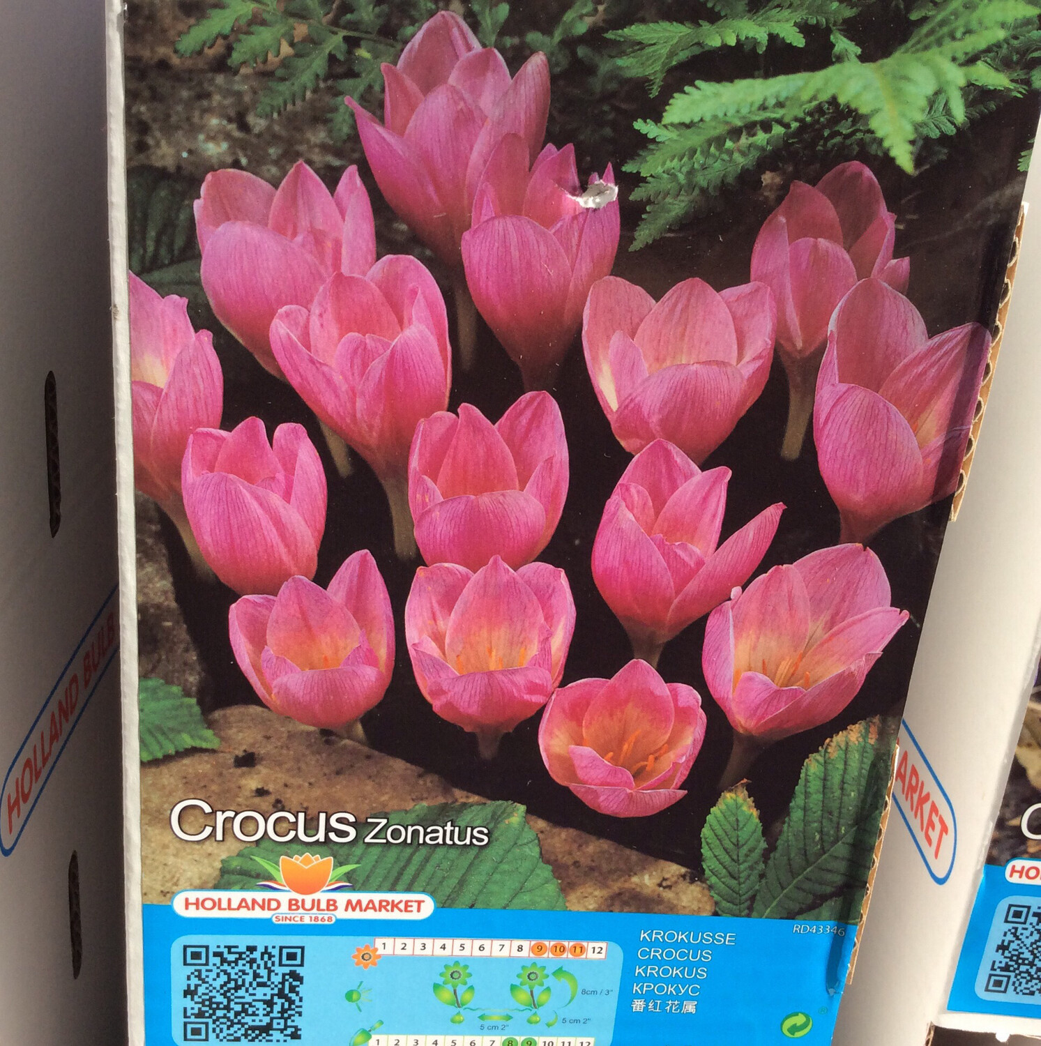 10 Crocus Bulbs Zonatus Autumn Flowering