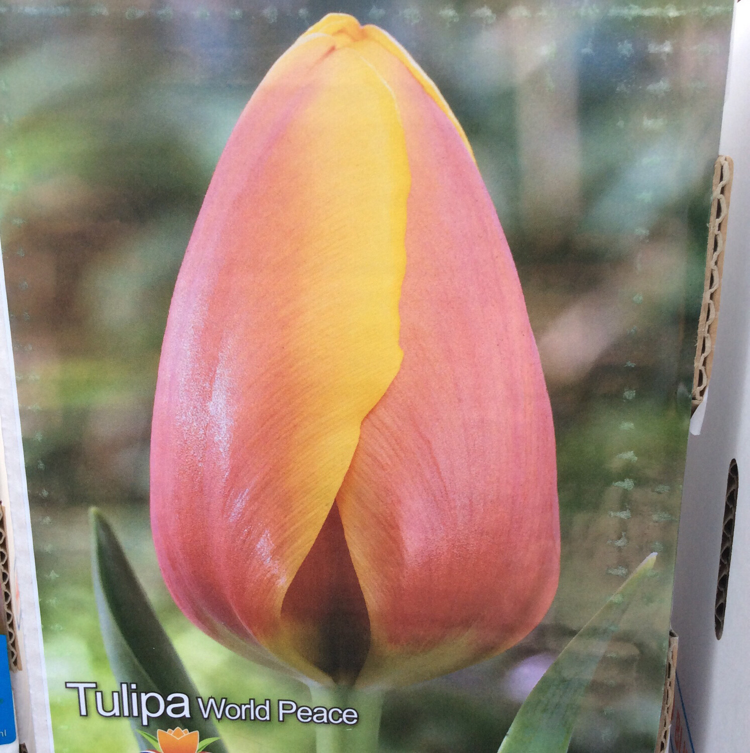 10 Tulip World Peace