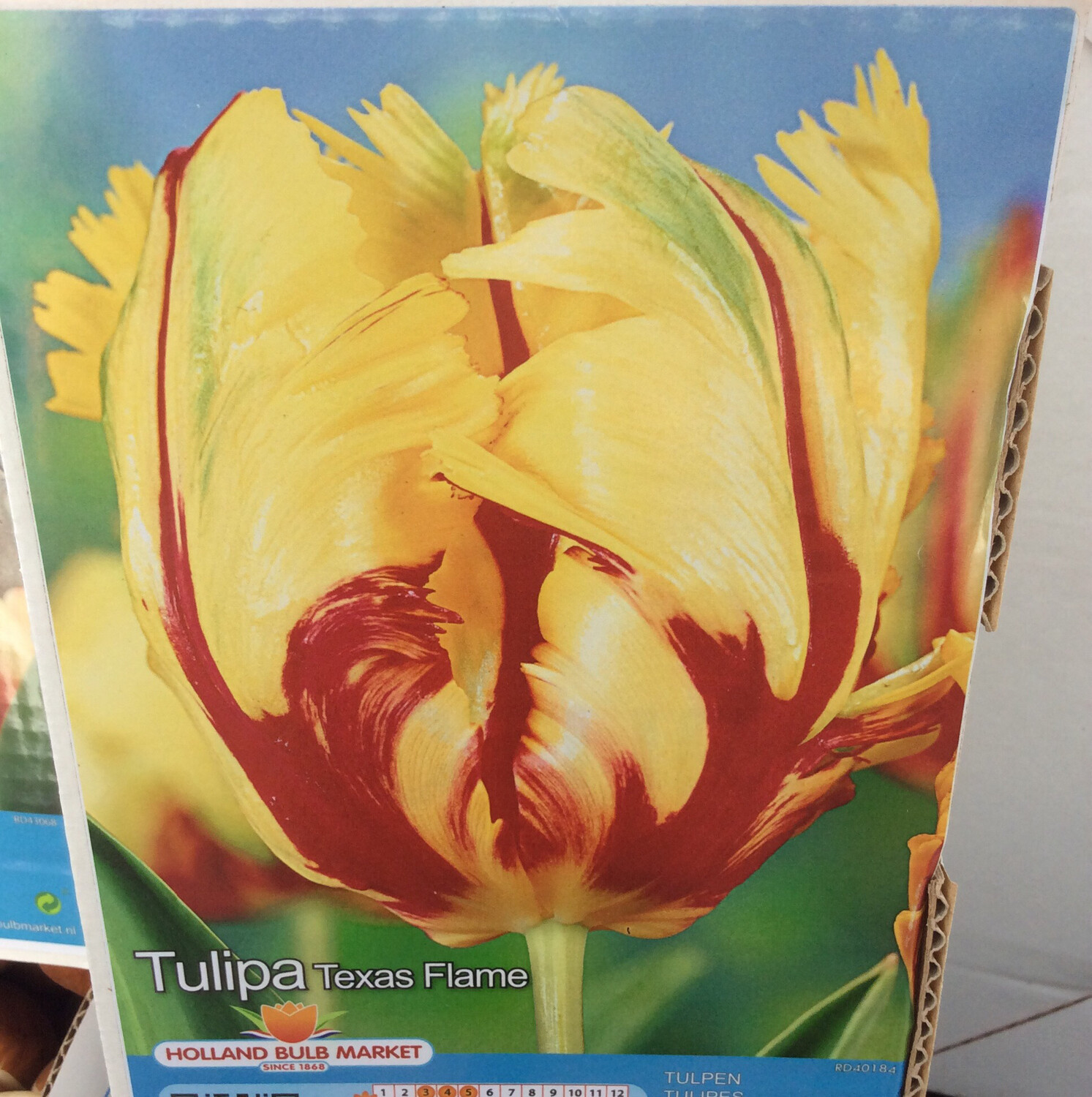 10 Parrot Tulip &#39;Texas Flame&#39;
