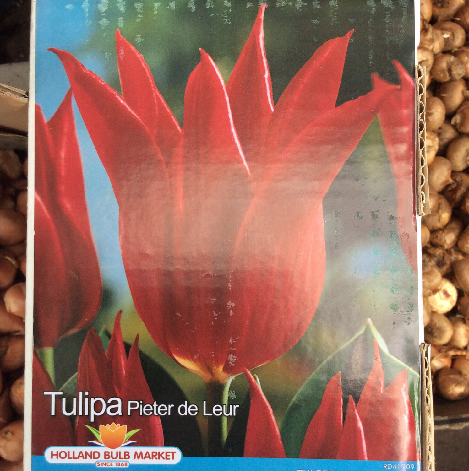 10 Tulip Pieter De Leur