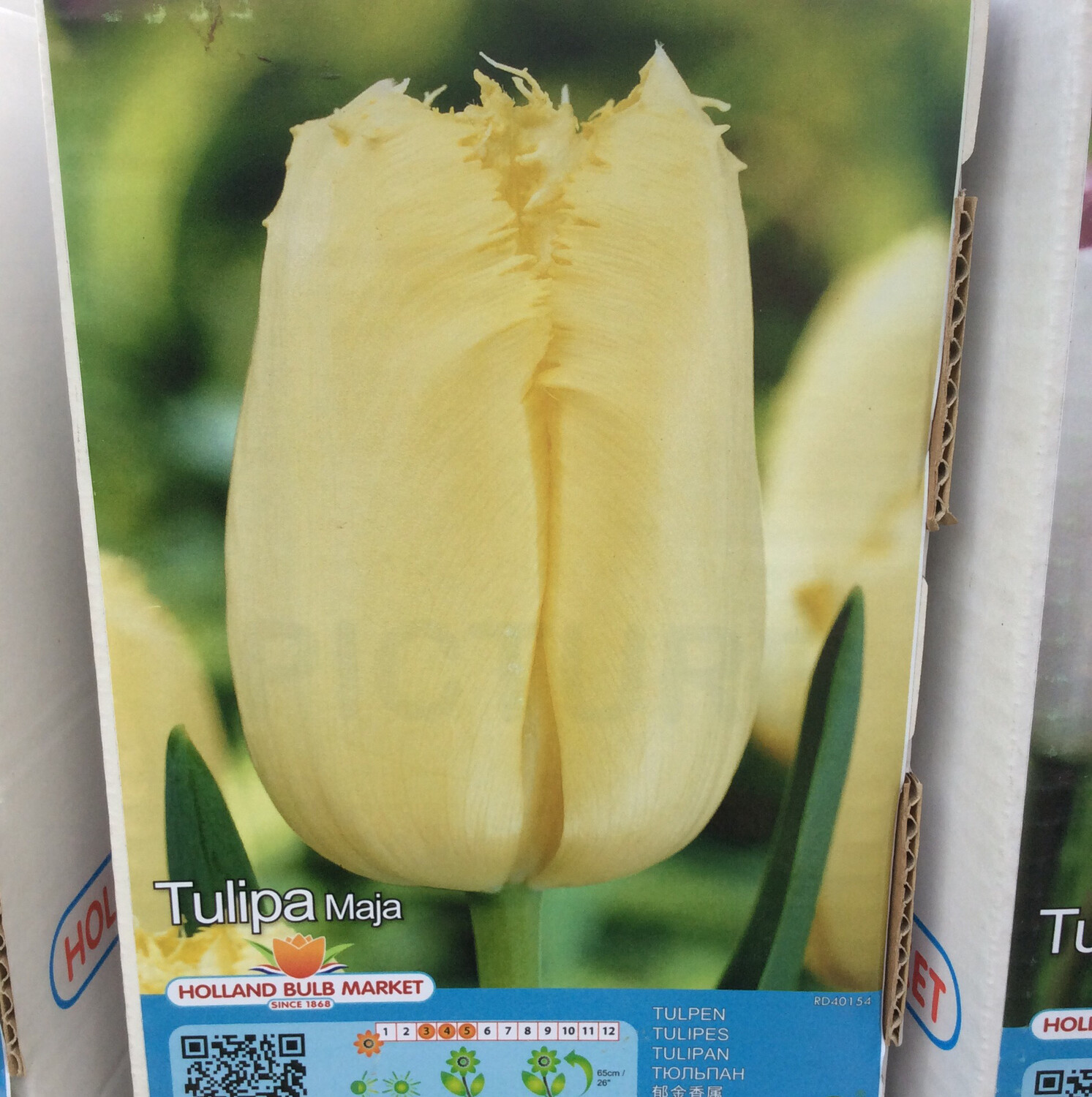 10 Tulip Maja